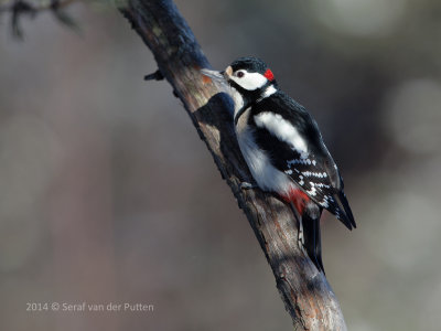 Grote Bonte Specht; Great Spotted Woodpecker