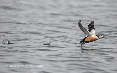 Stellers Eider; Stellers Eider