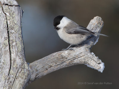 Matkop; Willow Tit