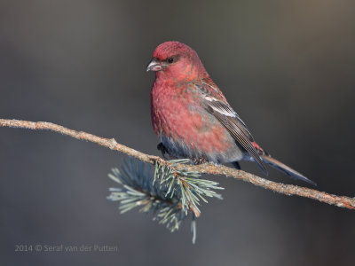 Haakbek; Pine Grosbeak