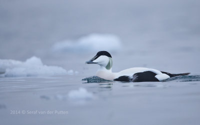 Eider; Common Eider