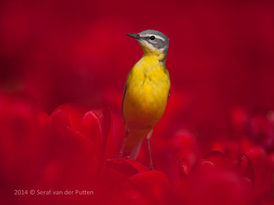 Gele kwikstaart; Blue-headed Wagtail