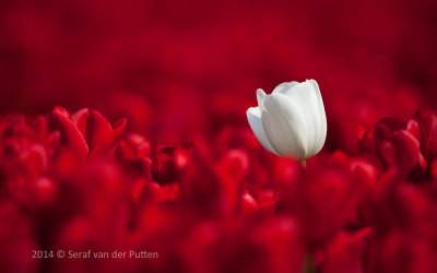 Tulpen; Tulips