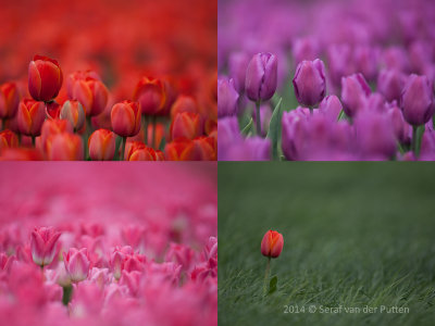 Tulpen; Tulips
