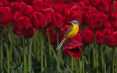 Gele kwikstaart; Blue-headed Wagtail