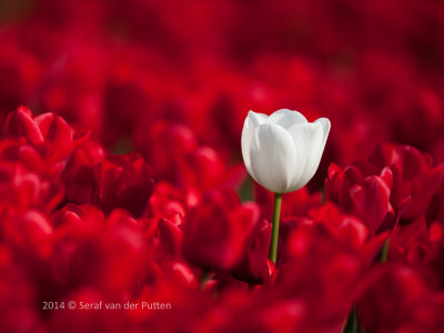 Tulpen; Tulips