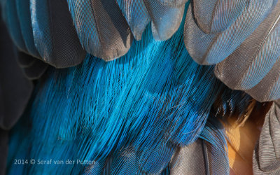IJsvogel; Common Kingfisher