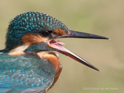 IJsvogel; Common Kingfisher