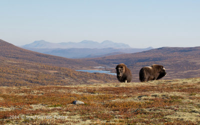 Muskusos; Musk-ox