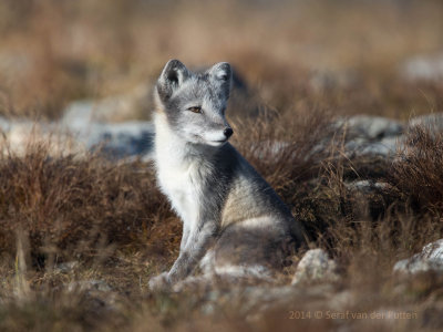 Poolvos; Artic Fox