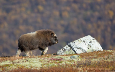 Muskusos; Musk-ox