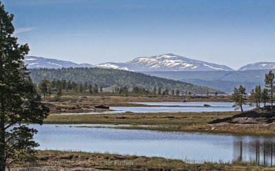 Dovrefjell Jun2006