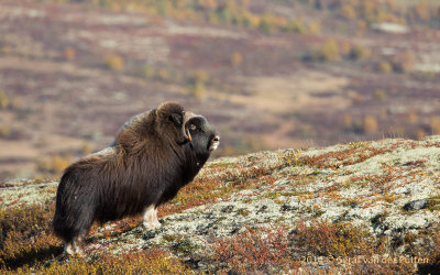 Muskusos; Musk-ox