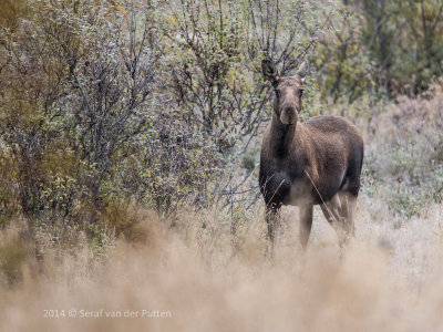 Eland; Moose