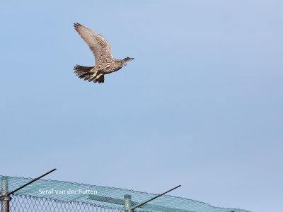 Giervalk; Gyrfalcon