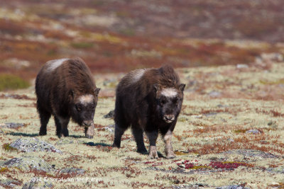 Muskusos; Musk-ox