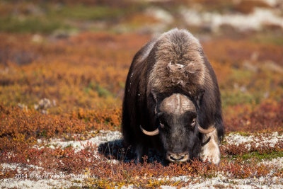 Muskusos; Musk-ox