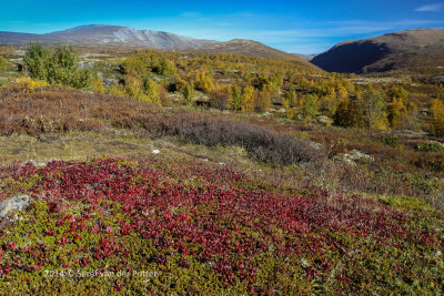 Tundra