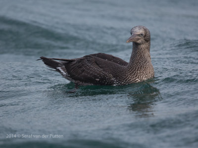 Jan-van-Gent; Northern Gannet
