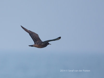 Middelste jager; Pomarine Skua
