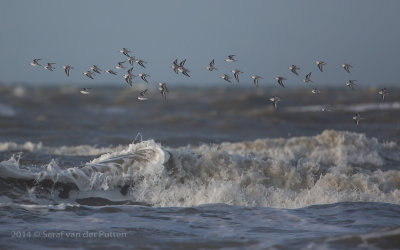Drieteenstrandloper; Sanderling