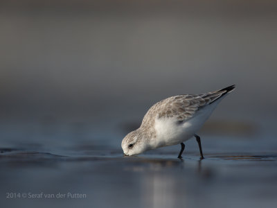Drieteenstrandloper; Sanderling