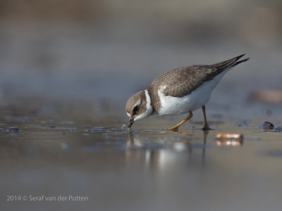 Bontbekplevier; Common Ringed Plover