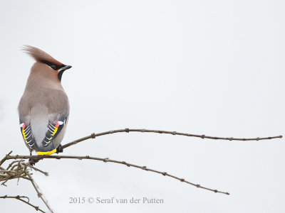 Pestvogel; Bohemian Waxwing