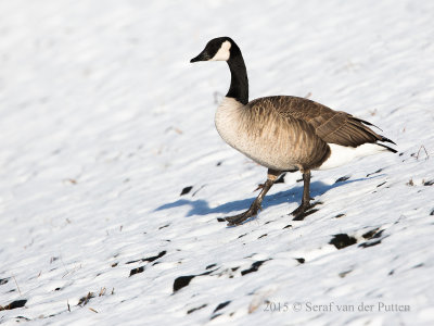 Grote Canadese Gans