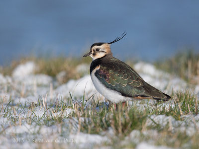 Kievit; Lapwing