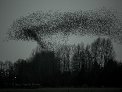 Spreeuw; Starling