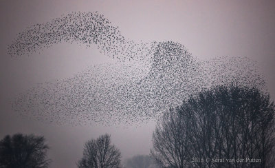 Spreeuw; Starling