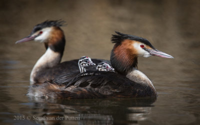 Fuut; Great Crested Grebe
