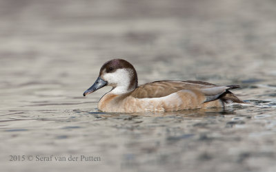 Krooneend; Red-crested Pochard