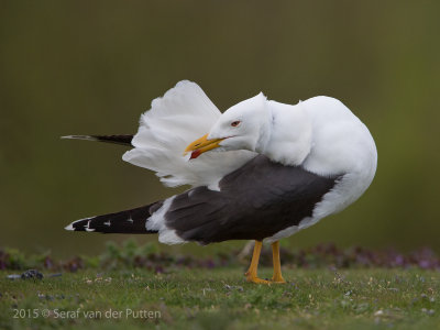 Kleine Mantelmeeuw; Lesser Black-backed Gull; Zeeland