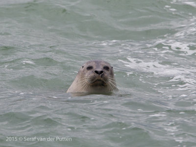 Zeeland; Zeehond