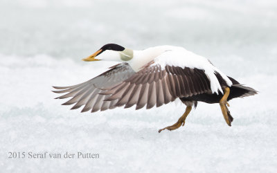 Eider; Common Eider
