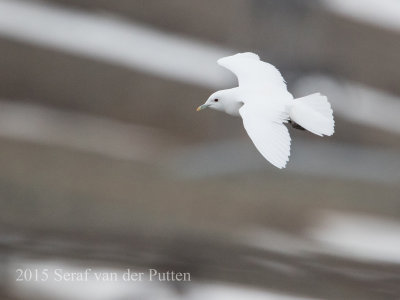 2015 - Spitsbergen 