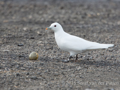 Ivoormeeuw; Ivory Gull