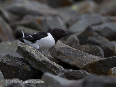 Kleine Alk; Little Auk