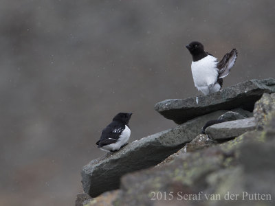 Kleine Alk; Little Auk