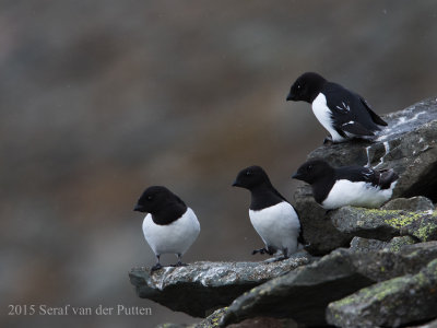 Kleine Alk; Little Auk