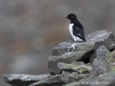 Kleine Alk; Little Auk
