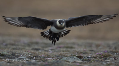 Kleine Jager; Parasitic Jaeger 