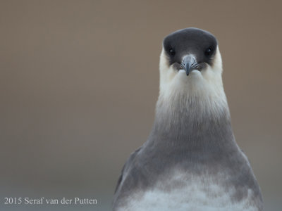 Kleine Jager; Parasitic Jaeger 
