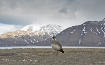 Kleine Jager; Parasitic Jaeger 