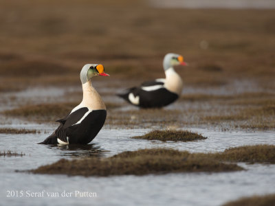 Koningseider; King Eider