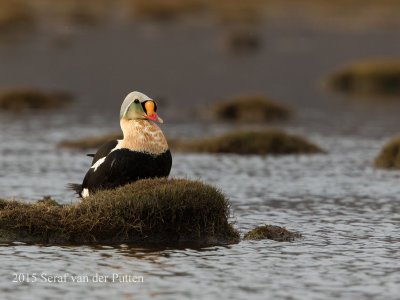 Koningseider; King Eider