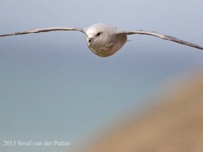 Noordse Stormvogel; Northern Fulmar