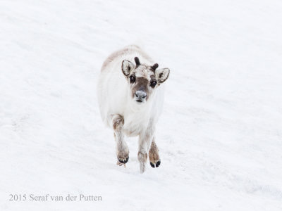 Rendier; Reindeer